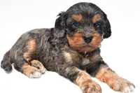 Piper, a male Cavapoo for sale in Baltic, OH – 5 of 8