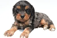 Piper, a male Cavapoo for sale in Baltic, OH – 6 of 8