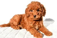 Cinnamon , a male Miniature Goldendoodle for sale in Baltic, OH – 4 of 8
