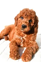 Pumpkin , a male Miniature Goldendoodle for sale in Baltic, OH – 4 of 9