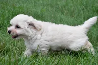 Milo, a male Maltipoo for sale in Baltic, OH – 7 of 8