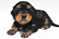 Bacter, a male Cavapoo for sale in Baltic, OH – 4 of 9