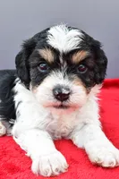 Teddy, a male Cavapoo for sale in Baltic, OH – 4 of 9