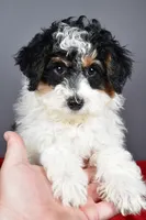 Ginger, a female Miniature Bernedoodle for sale in Baltic, OH – 3 of 9
