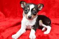 processed/cfc10f68-315f-46a7-8513-a597ad1b79c4/listing/954a483e-d64c-4cf1-bd37-0285428caafc/c2dbf4f2-5100-43c7-8547-c501d4c647c2