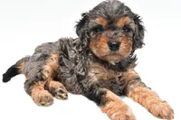 Amber, a female Cavapoo for sale in Baltic, OH – 5 of 7