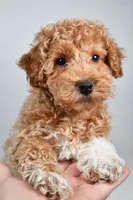 Sophie, a female Bichpoo for sale in Baltic, OH – 7 of 10