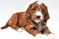 Ace, a male Miniature Goldendoodle for sale in Baltic, OH – 8 of 8