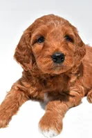 Ellie, a female Miniature Goldendoodle for sale in Baltic, OH – 5 of 8