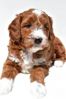 Ace, a male Miniature Goldendoodle for sale in Baltic, OH – 5 of 8