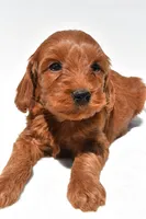Teddy, a male Miniature Goldendoodle for sale in Baltic, OH – 3 of 8