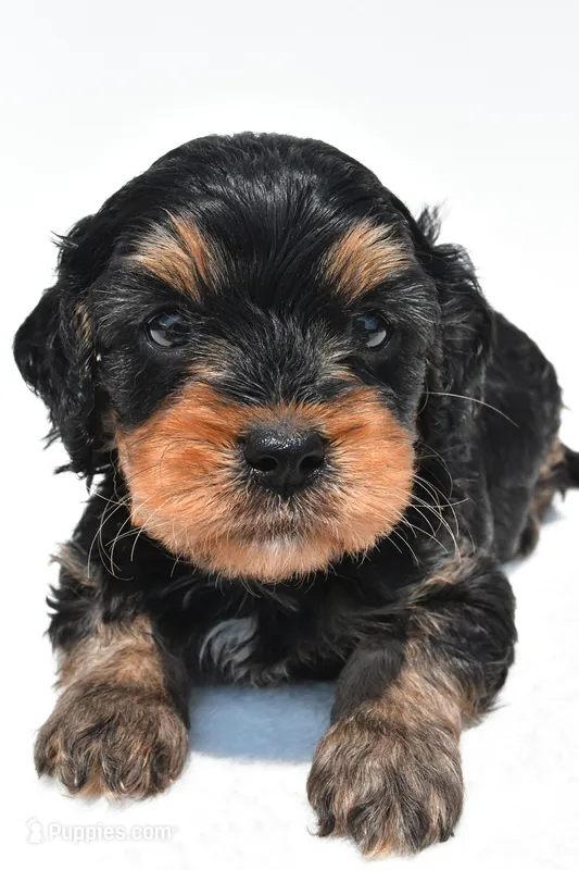 Bacter – Cavapoo puppy for sale in Baltic, OH