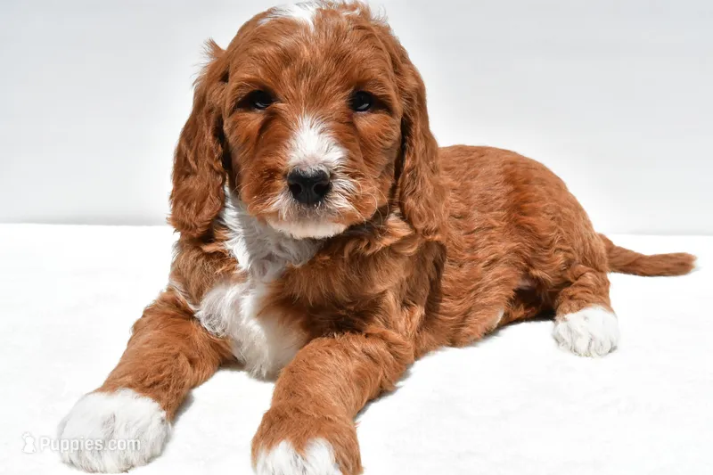 Archer – Miniature Goldendoodle puppy for sale in Baltic, OH