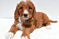 Archer, a male Miniature Goldendoodle for sale in Baltic, OH – 1 of 7