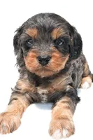 Piper, a male Cavapoo for sale in Baltic, OH – 8 of 8
