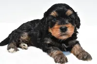 Bacter, a male Cavapoo for sale in Baltic, OH – 9 of 9