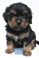 Gracie, a female Cavapoo for sale in Baltic, OH – 2 of 8