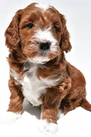 Ace, a male Miniature Goldendoodle for sale in Baltic, OH – 7 of 8