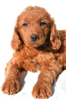 Dolly, a female Miniature Goldendoodle for sale in Baltic, OH – 6 of 7