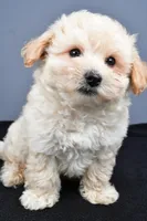 Biscuit , a male Maltipoo for sale in Baltic, OH – 3 of 6