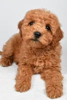 Pearl, a female Miniature Goldendoodle for sale in Baltic, OH – 4 of 5