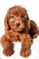 Gracie, a female Miniature Goldendoodle for sale in Baltic, OH – 2 of 6