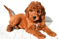 Pumpkin , a male Miniature Goldendoodle for sale in Baltic, OH – 6 of 9