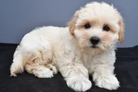 Bella , a male Maltipoo for sale in Baltic, OH – 1 of 7