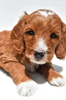 Archer, a male Miniature Goldendoodle for sale in Baltic, OH – 6 of 7