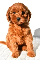 Ellie, a female Miniature Goldendoodle for sale in Baltic, OH – 6 of 9