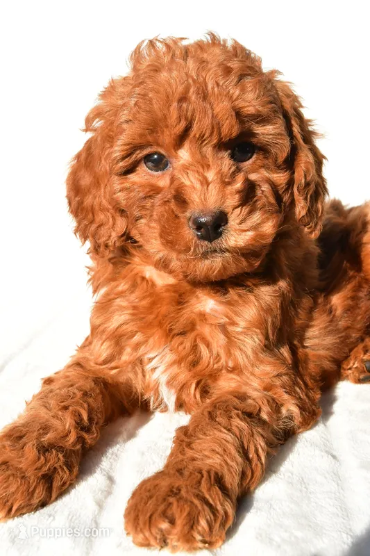 Cinnamon  – Miniature Goldendoodle puppy for sale in Baltic, OH