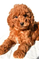 Cinnamon , a male Miniature Goldendoodle for sale in Baltic, OH – 1 of 8