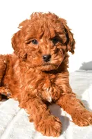 Cinnamon , a male Miniature Goldendoodle for sale in Baltic, OH – 3 of 8