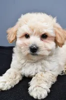 Biscuit , a male Maltipoo for sale in Baltic, OH – 4 of 6