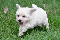 Milo, a male Maltipoo for sale in Baltic, OH – 4 of 8