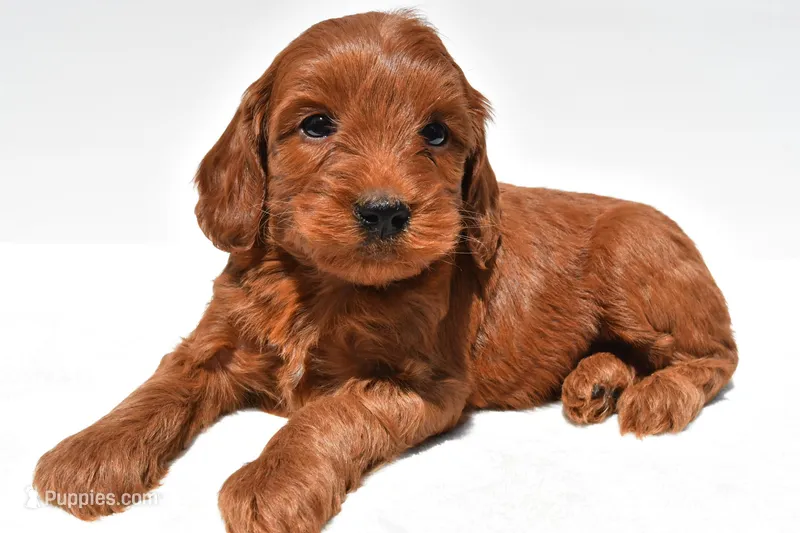 Teddy – Miniature Goldendoodle puppy for sale in Baltic, OH