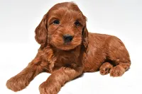 Teddy, a male Miniature Goldendoodle for sale in Baltic, OH – 1 of 8