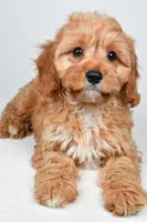 Murphy, a male Cavapoo for sale in Baltic, OH – 5 of 9