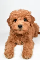 Maisie, a female Miniature Goldendoodle for sale in Baltic, OH – 2 of 5