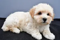 Bella , a male Maltipoo for sale in Baltic, OH – 5 of 7