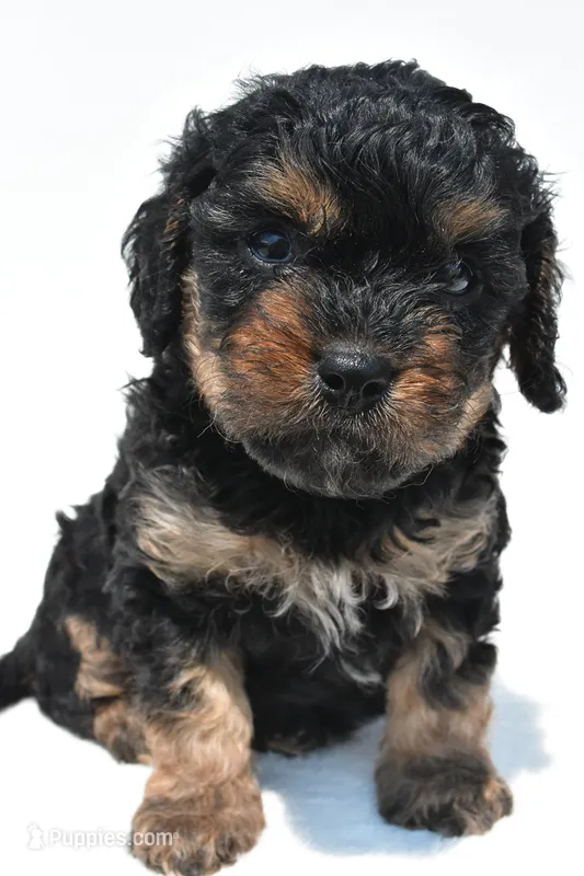Gracie – Cavapoo puppy for sale in Baltic, OH