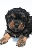 Gracie, a female Cavapoo for sale in Baltic, OH – 3 of 8