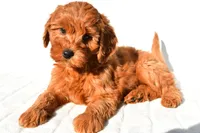 Ellie, a female Miniature Goldendoodle for sale in Baltic, OH – 5 of 9