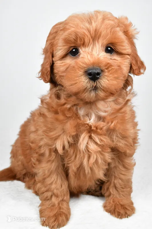 Theo – Miniature Goldendoodle puppy for sale in Baltic, OH