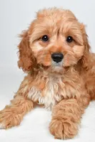 Murphy, a male Cavapoo for sale in Baltic, OH – 6 of 9