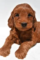 Teddy, a male Miniature Goldendoodle for sale in Baltic, OH – 5 of 8