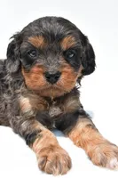 Piper, a male Cavapoo for sale in Baltic, OH – 7 of 8