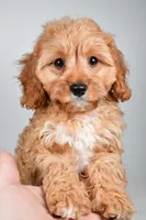 Murphy, a male Cavapoo for sale in Baltic, OH – 7 of 9