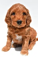 Ellie, a female Miniature Goldendoodle for sale in Baltic, OH – 3 of 8
