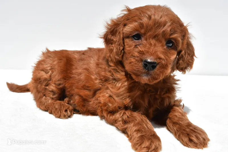 Ruby – Miniature Goldendoodle puppy for sale in Baltic, OH